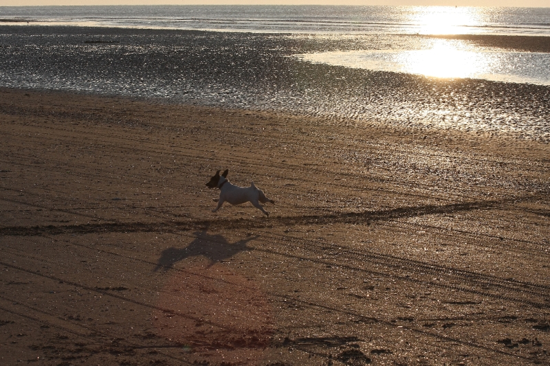 Bord de mer avec Vanille 1.JPG